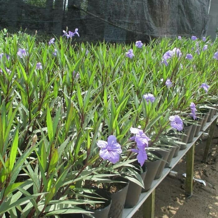 Tanaman Ruellia Tuberosa
