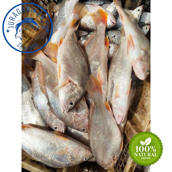 

Ikan Samge Segar 1~Kilogram