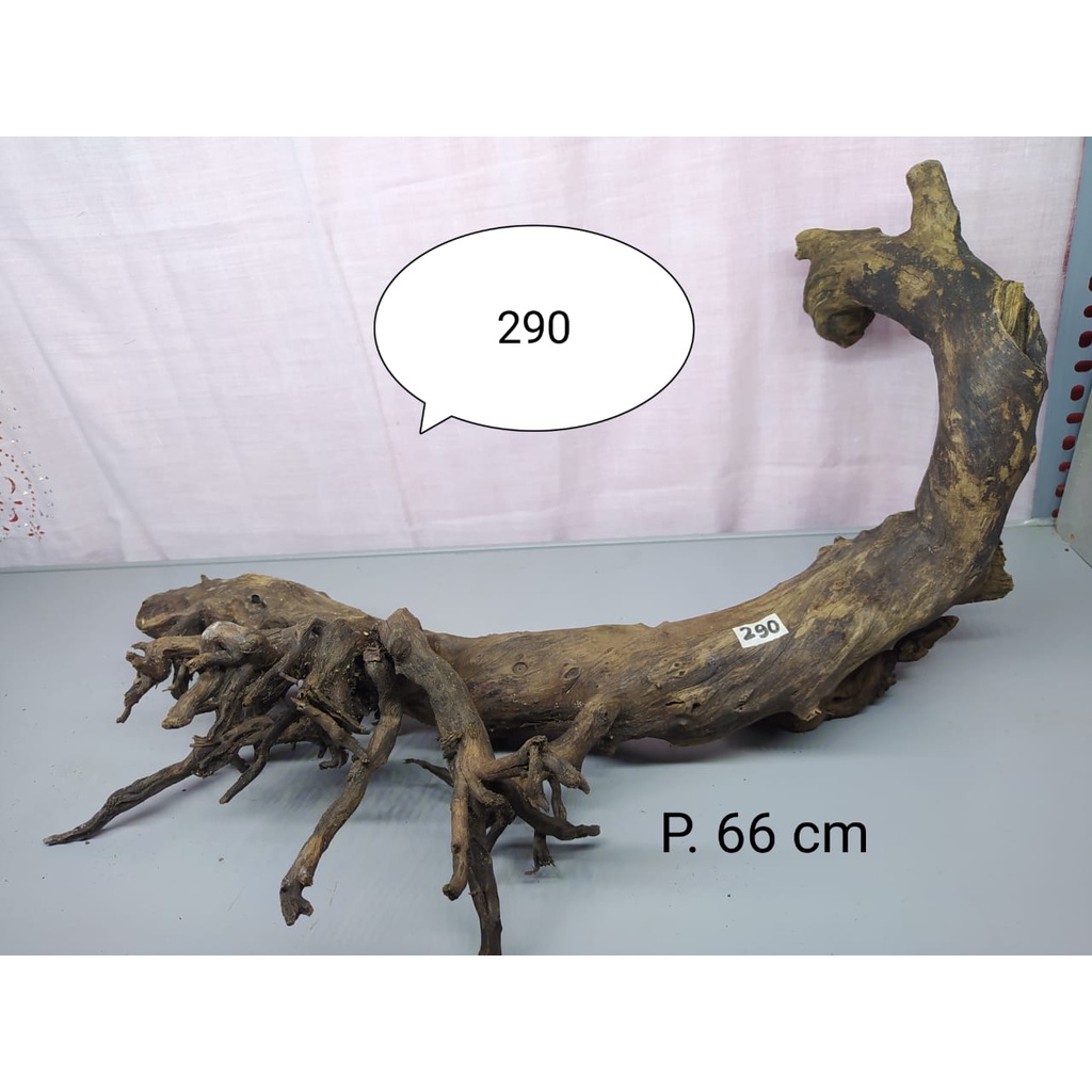 Kayu Santigi Laut Hiasan Aquarium / Sentigi Karang Tenggelam Aquarium Aquascape