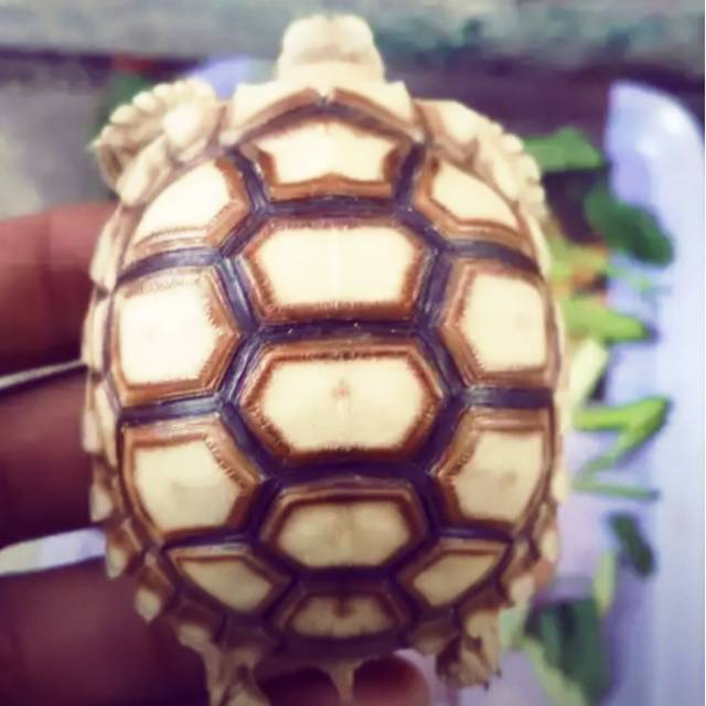 Kura kura sulcata