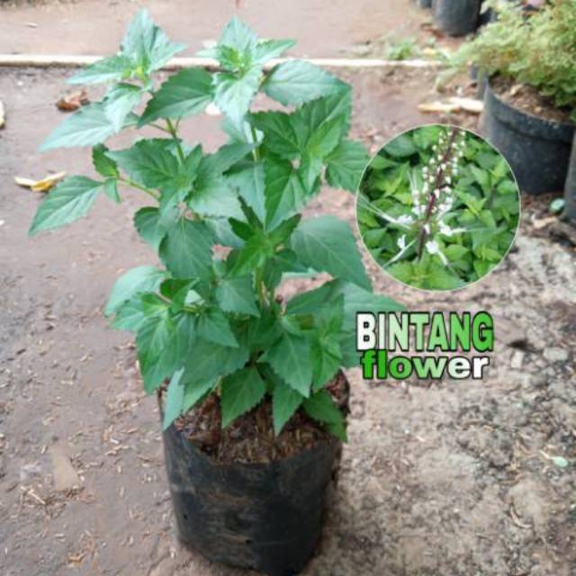 Tanaman herbal kumis kucing | bibit tanaman herbal kumis kucing