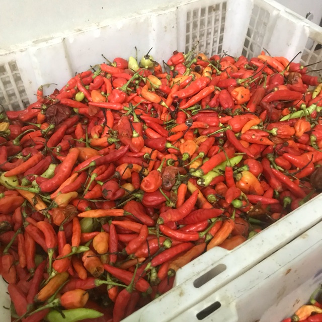 

Cabe rawit merah 100 gr