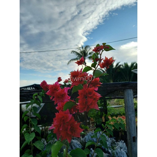 Bougenville Hawai Tumpuk Merah Cabe