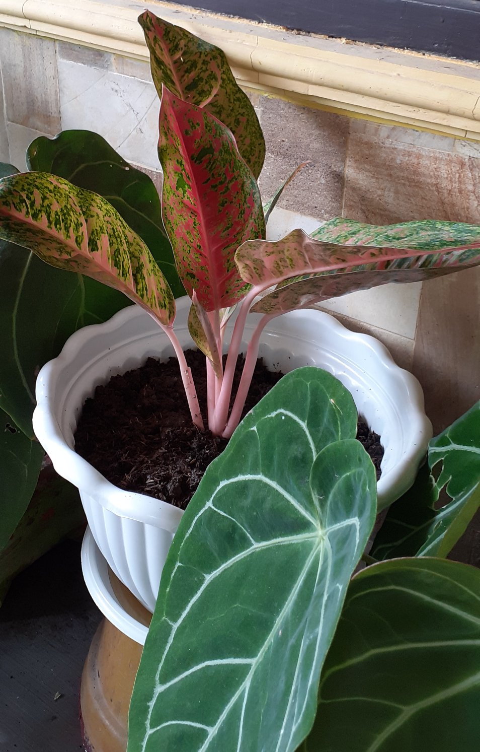 Tanaman Hias Aglonema Big Roy / Lulaiwan