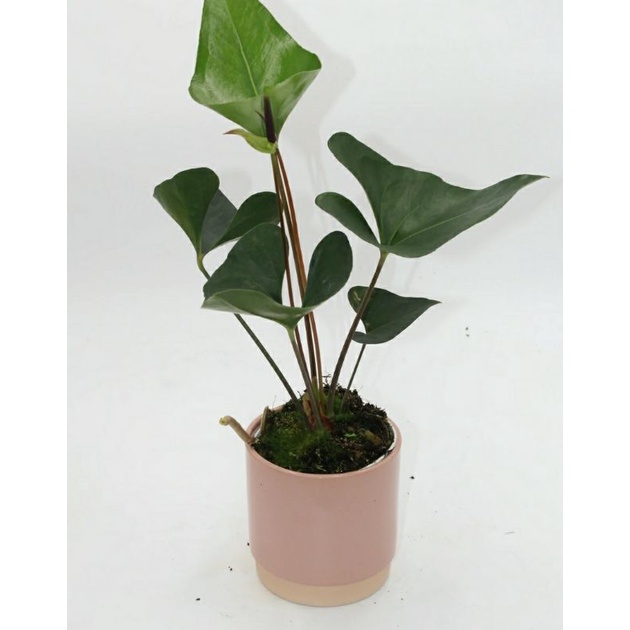 tanaman hias anturium anthurium arrow - anturium corong