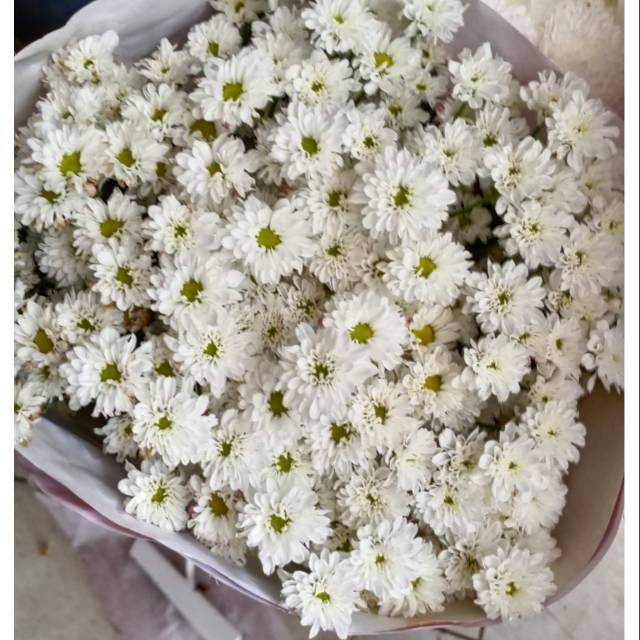 Bunga Pikok  putih asli