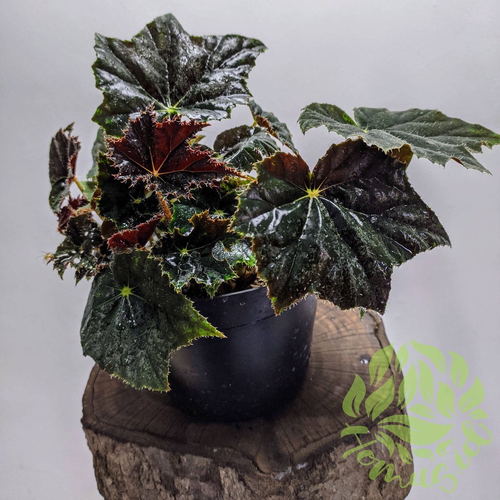 Begonia black rex / tanaman hias begonia black rex