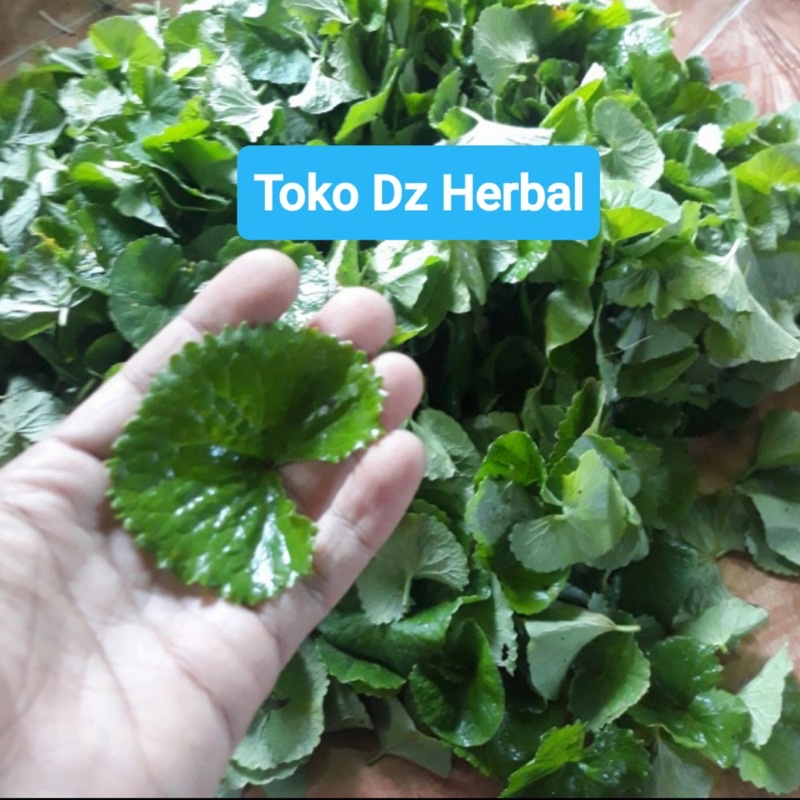 

Daun pegagan segar murni daun 100 gram-az