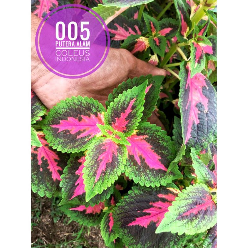 005//miana//coleus//jawer kotok//id wangi