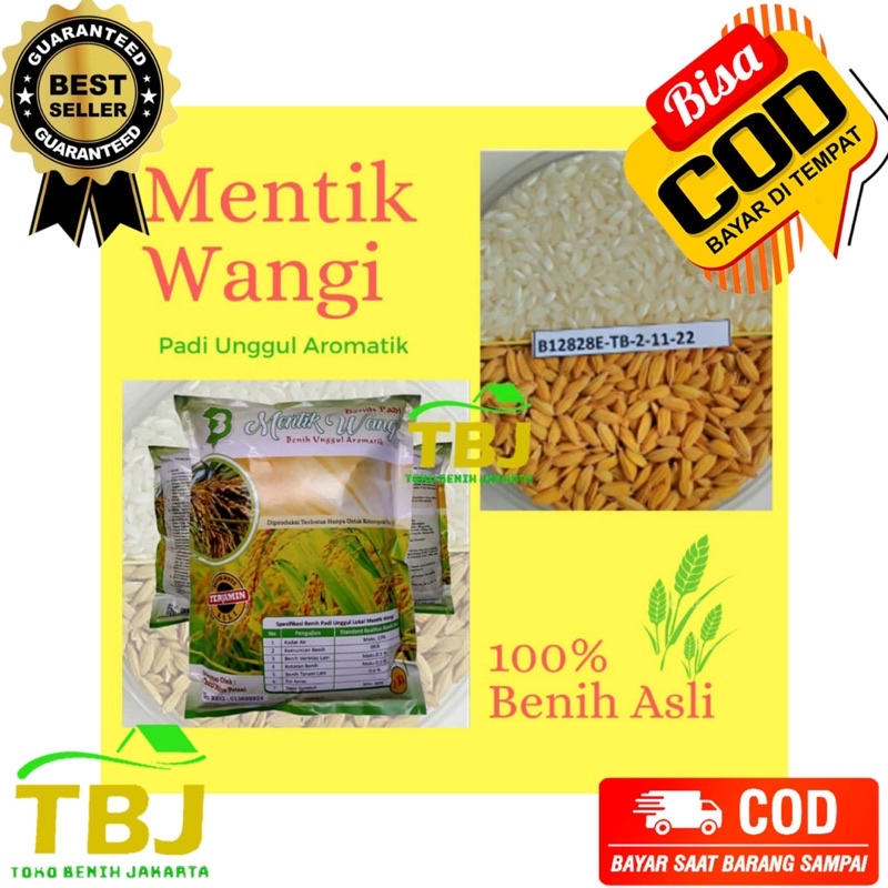 PADI MENTIK WANGI / PADI MENTIK SUSU ORIGINAL