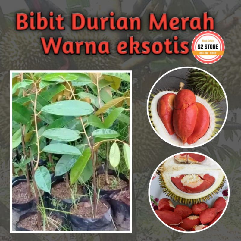 Pusat Grosir Bibit Durian Merah Unggul AYWRJ6HRe1gMD