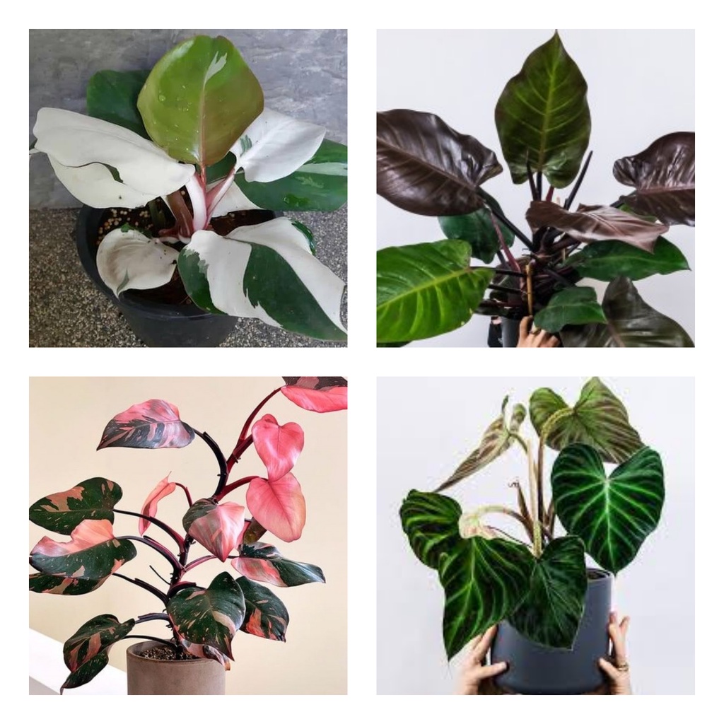 PAKET 4 PHILODENDRON WHITEKNIGHT-PHILOPRINSES-PLOWMANI-RED CARDINAL