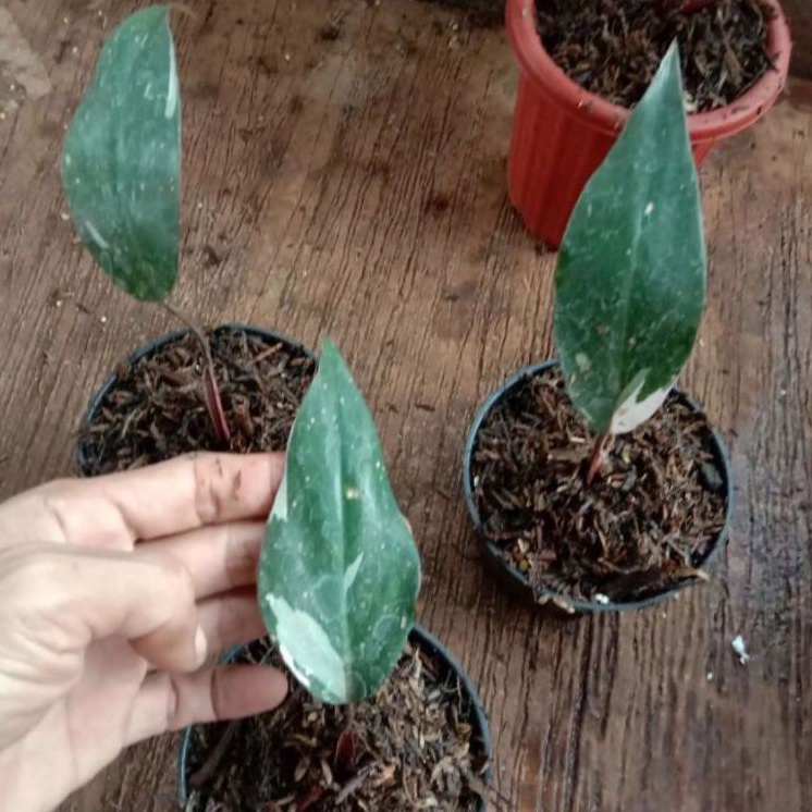 Philo pink princes marble