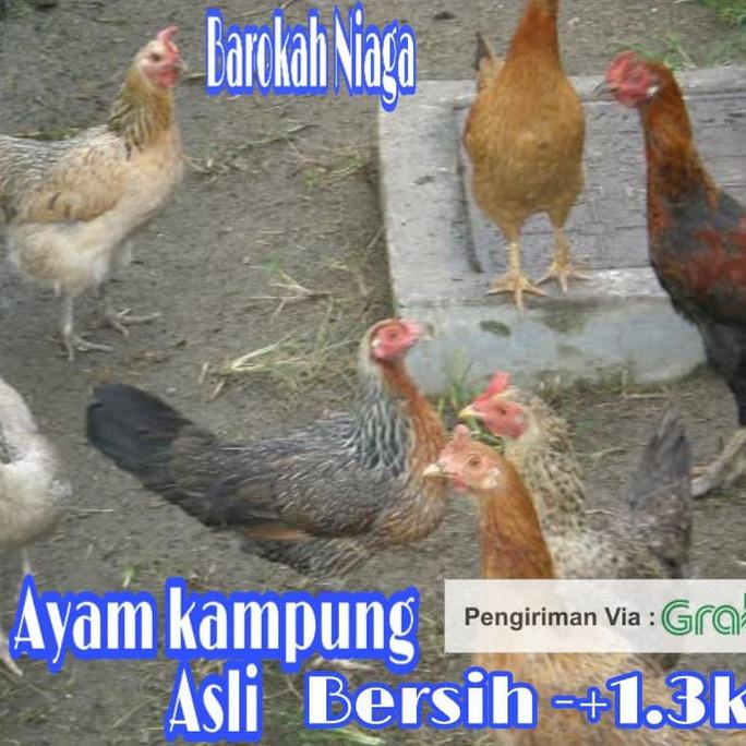 

[[BISA COD]] AYAM KAMPUNG ASLI UKURAN LEBIH BESAR COCOK UNTUK HIDANGAN KELUARGA