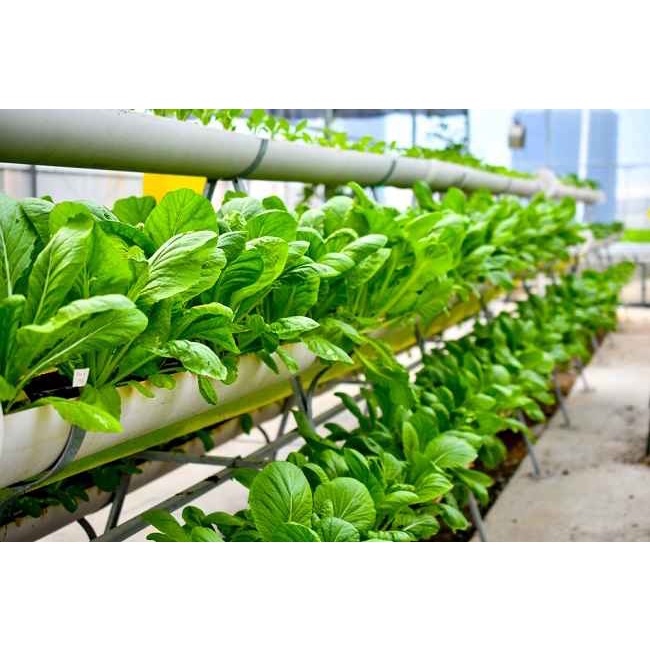 BENIH BIJI BIBIT UNGGUL SAYURAN SAWI HIJAU CAISIM REPACK TOSAKAN CAP PANAH MERAH Murah Bibit Tanaman untuk Urban Farming Hidroponik dan Tanah Pekarangan Rumah-3