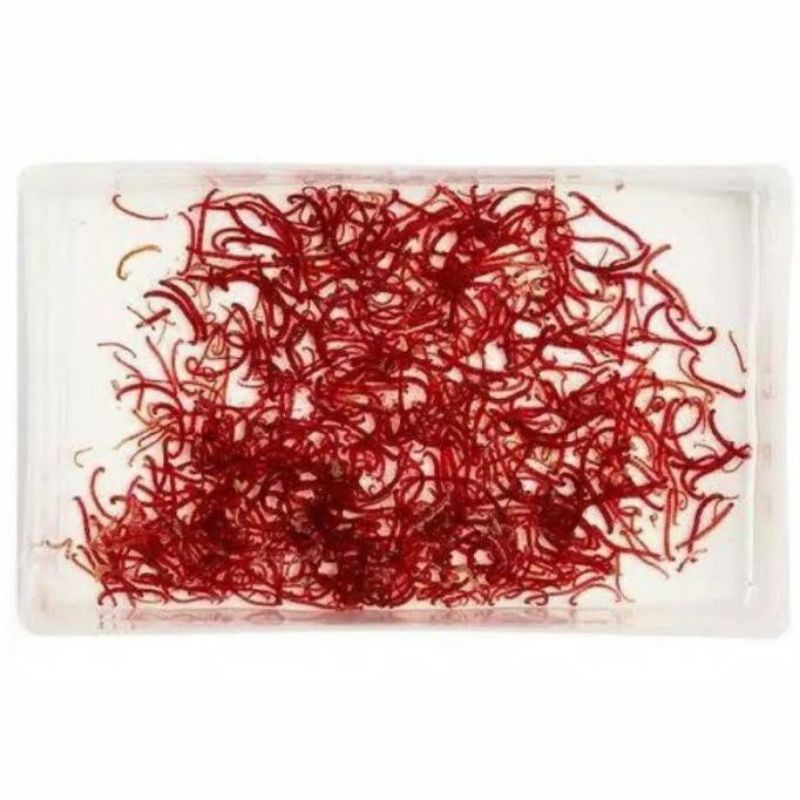 CACING DARAH HIDUP BLOOD WORM CADAR PAKAN CUPANG IKAN HIAS