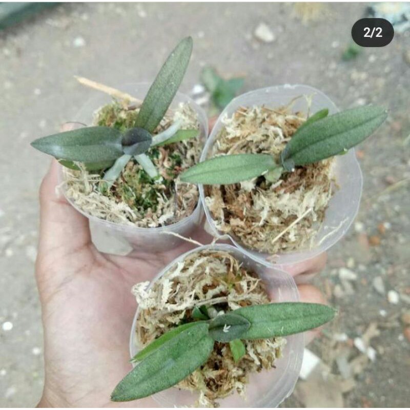 Anggrek doritis hybrid unik