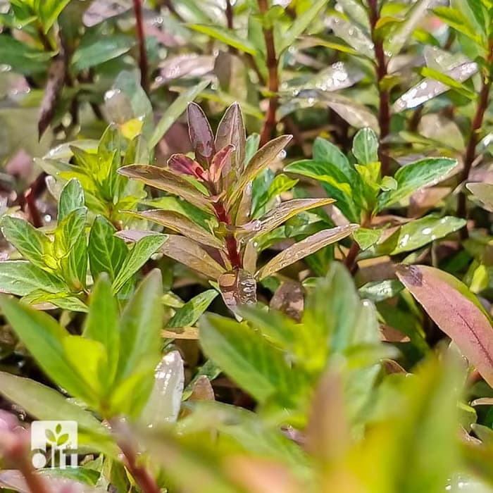 Hygrophila Polyspherma Sunset - Tanaman Aquascape