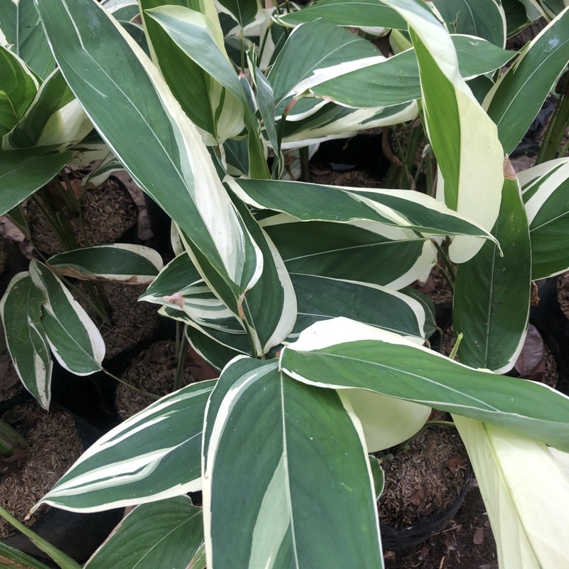 CALATHEA LUBERSIANA  - VARIGATA - VARIEGATA - GARUT - TANAMAN HIAS