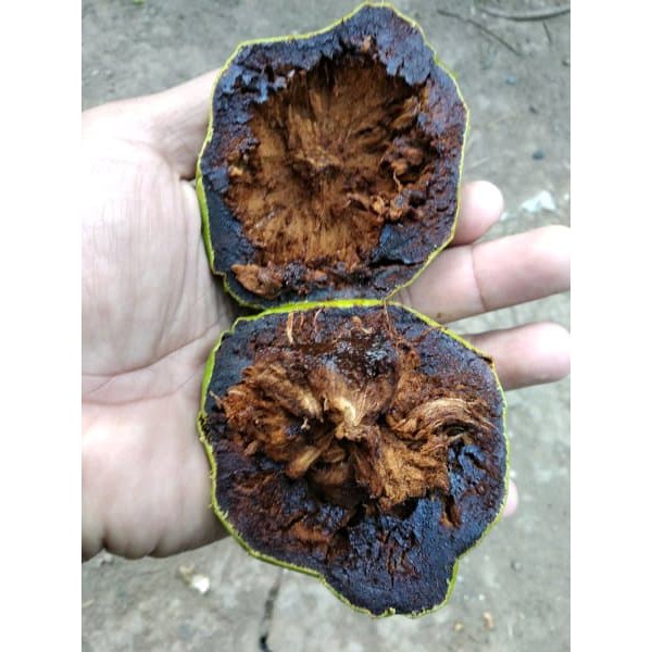 Bibit Buah Black Sapote Okulasi