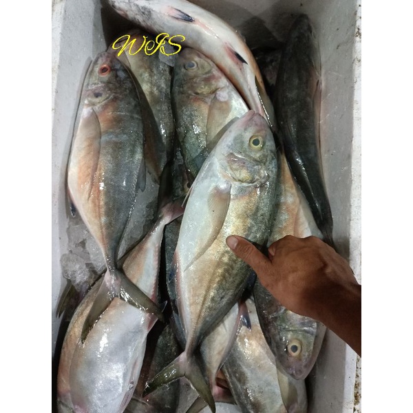

ikan kuwe lilin segar harian(bukan bekuan)