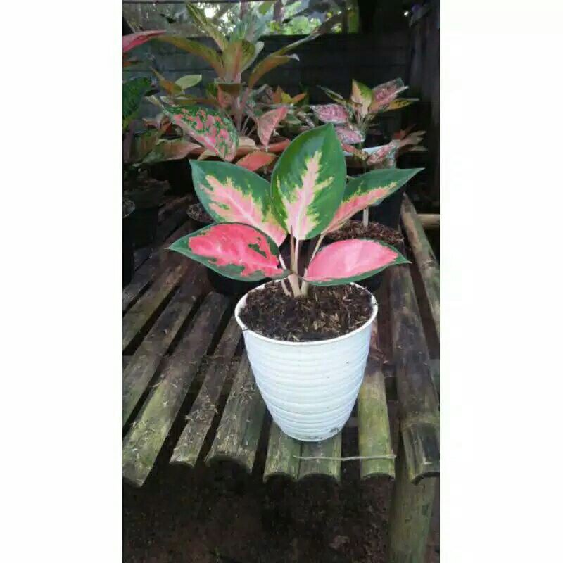 Tanaman Hias Aglonema Kocin/Red kocin