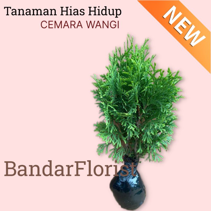 Tanaman hias hidup Cemara wangi -Cemara wangi -cemara murah