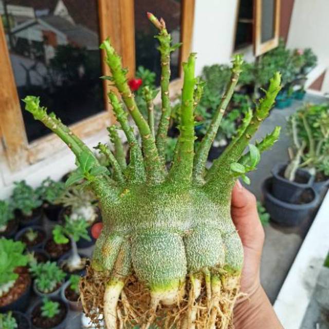 Seed / biji Adenium Arabicum / RCN / Thaisoco