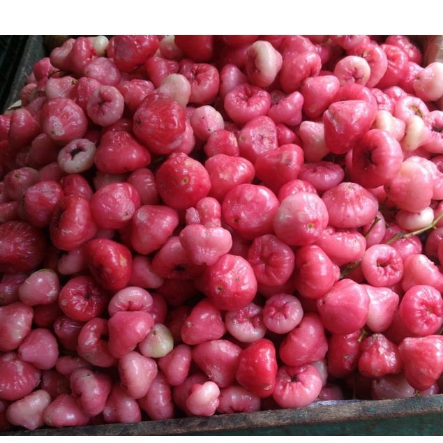 

Jambu air Kancing Untuk Rujak