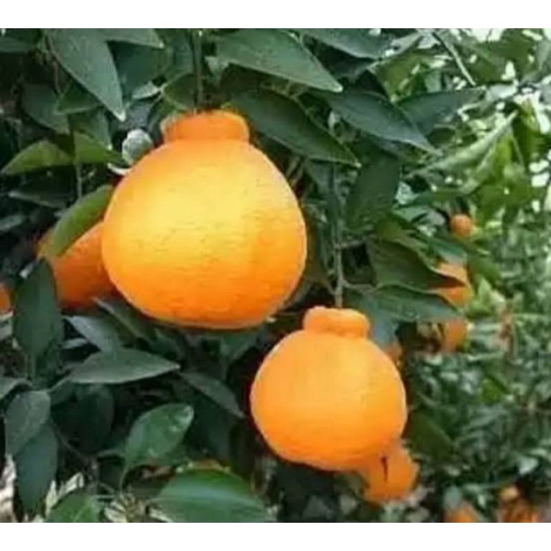 bibit buah jeruk dekopon buah super jumbo