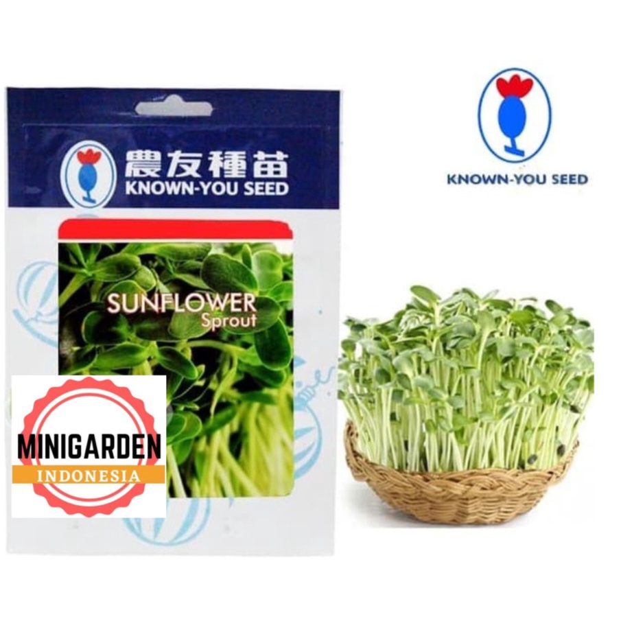 MICROGREENS BROCCOLI SPROUT 250 GRAM PACK BESAR benih biji bibit microgreen brokoli kecambah hibrida f1 known you seed