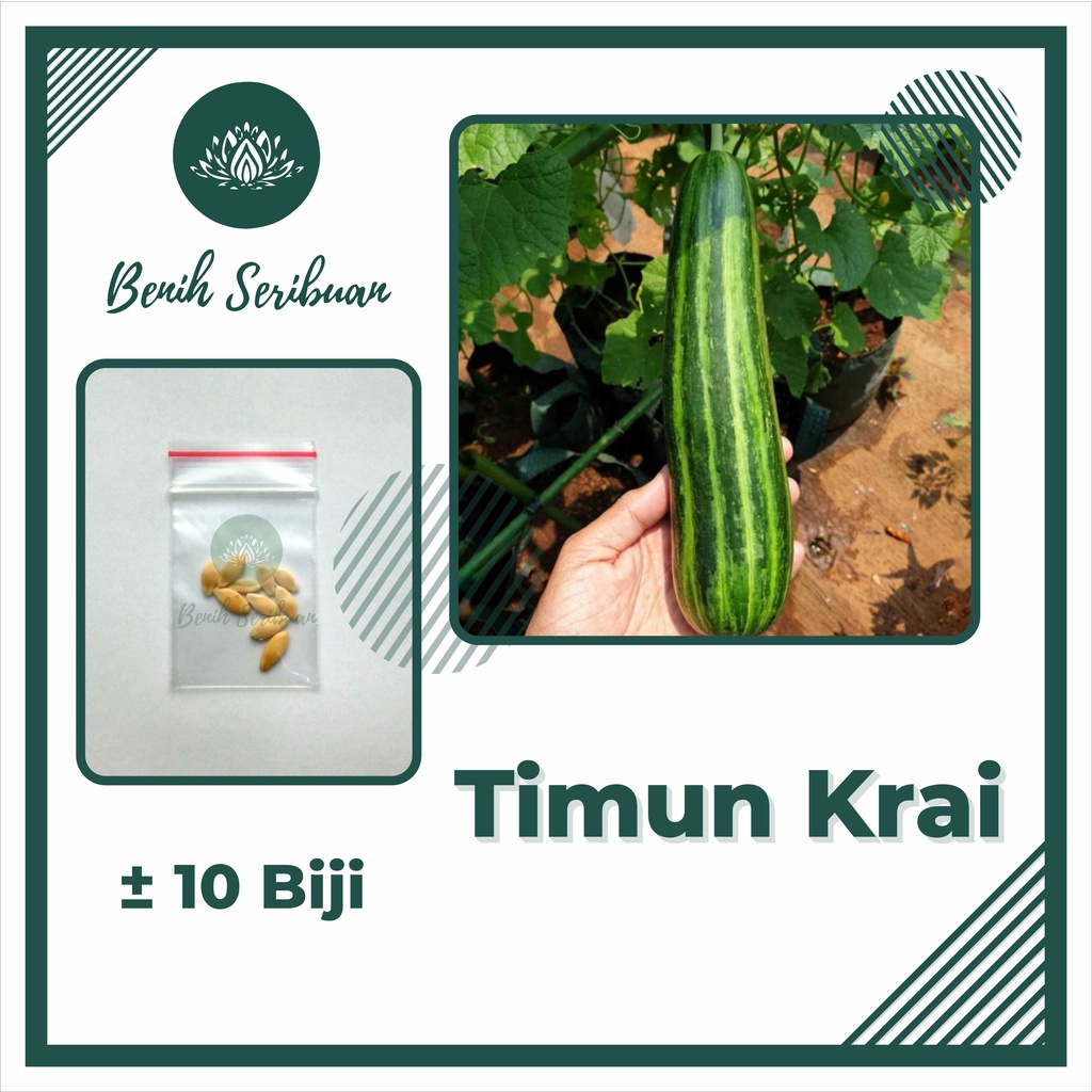 BS-BYL Bibit Sayuran Benih Sayur Buah Hibrida Unggul Buncis Cabe Rawit Bawang Jagung Kacang Lobak Pare Oyong Timun Terong Tomat Wortel dll-TIMUN KRAI