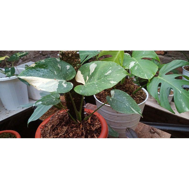 (BONGOL) MONSTERA KING DELICIOSA VARIGATA JAPAN LAB MONSTERA THAI CONSTELLATION PROMO