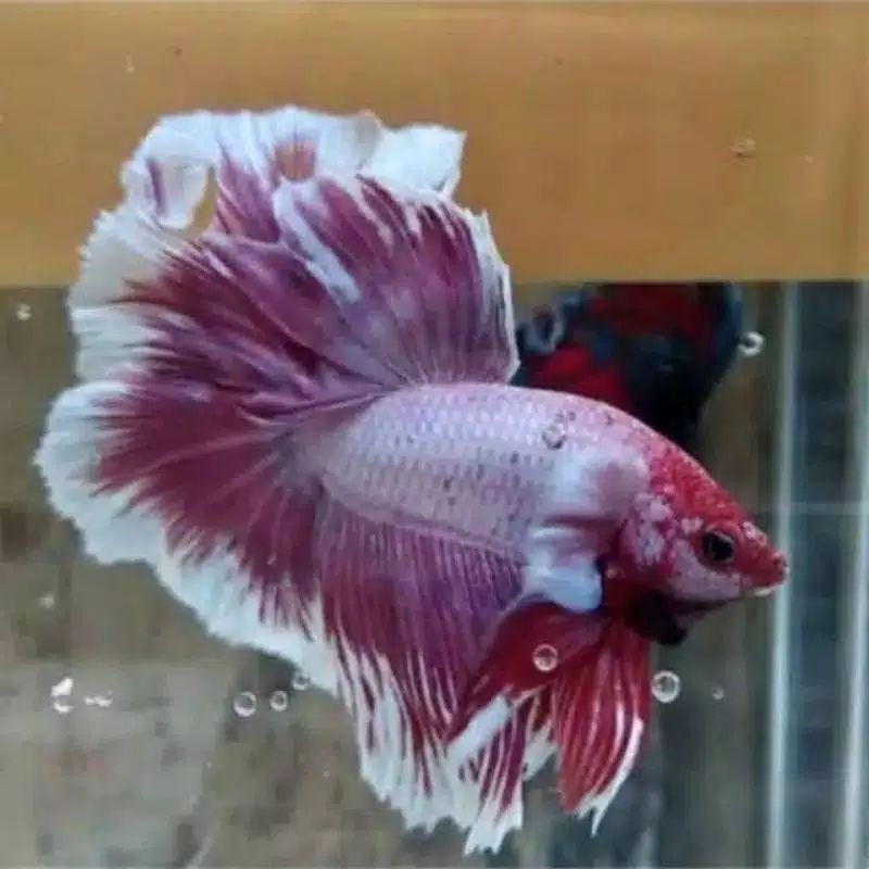 

ikan cupang halfmon lavender size M