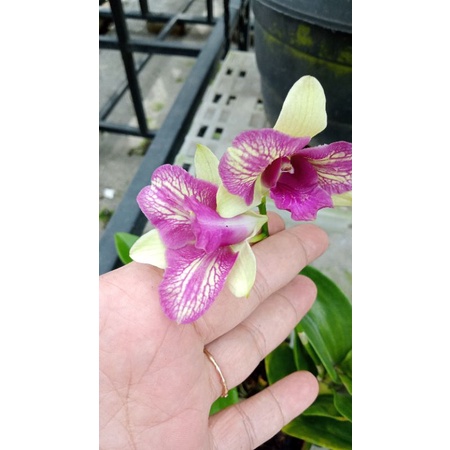 Arindang green trilip