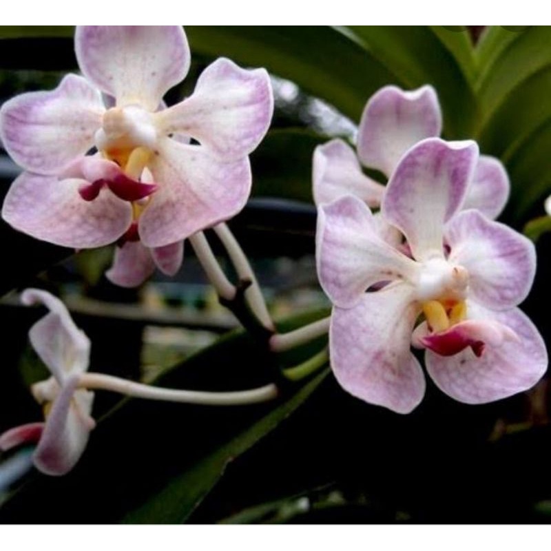 vanda foetida rawatan lama