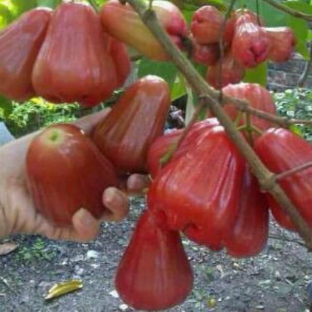 Bibit Jambu air cincalo terlaris