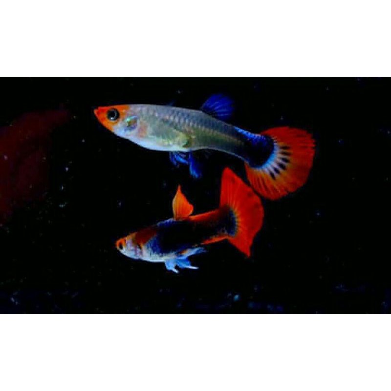 ikan guppy hias tuxedo koi