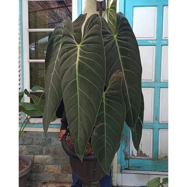 Promo Bibit tanaman hias philodendron melano / Bonggol melano besar