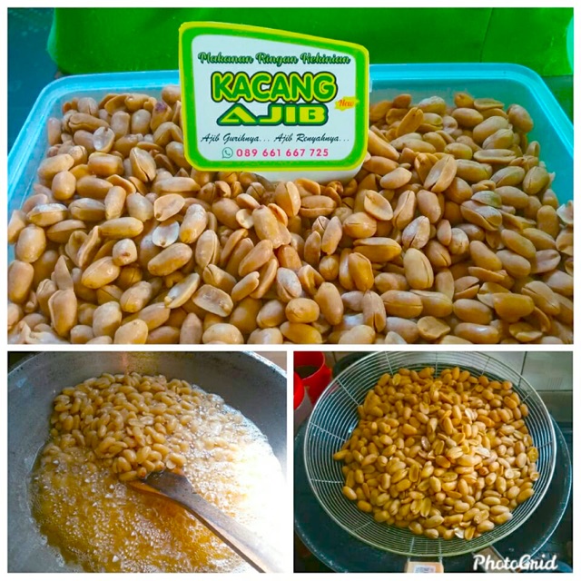 

Kacang ajib