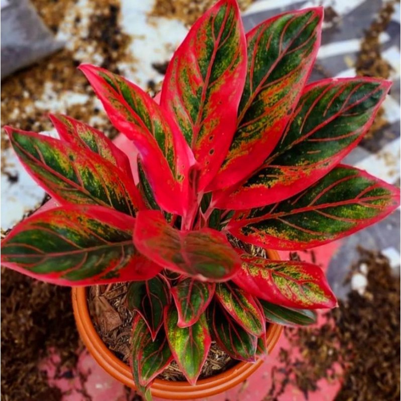 Aglonema Red Lipstik - Tanaman hias aglaonema Red Lipstik - tanaman hias hidup - bunga hidup - bunga aglonema - aglaonema merah - aglonema merah - aglaonema murah - aglonema murah - Florist Nursery