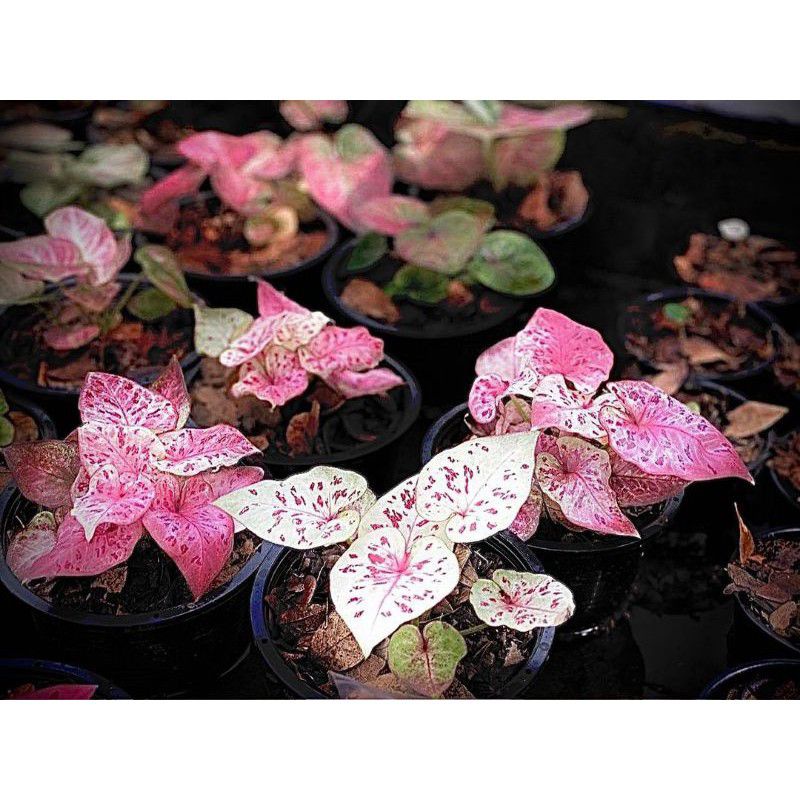 tanaman hias umbi caladium thailand bicolor keladi hias