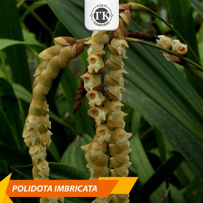

Pholidota imbricata