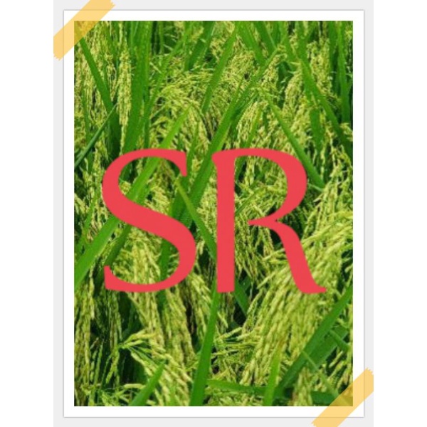 Benih padi SR Sri Republik genjah 75 hst kemasan 5kg