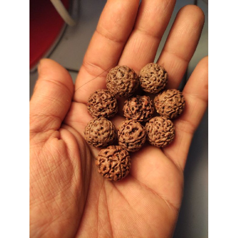 rudraksha mukhi 7 size 15_18 mm