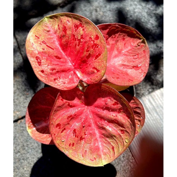 Keladi Hias H02 | Tanaman Hias Caladium / Keladi H02 Anakan Cantik