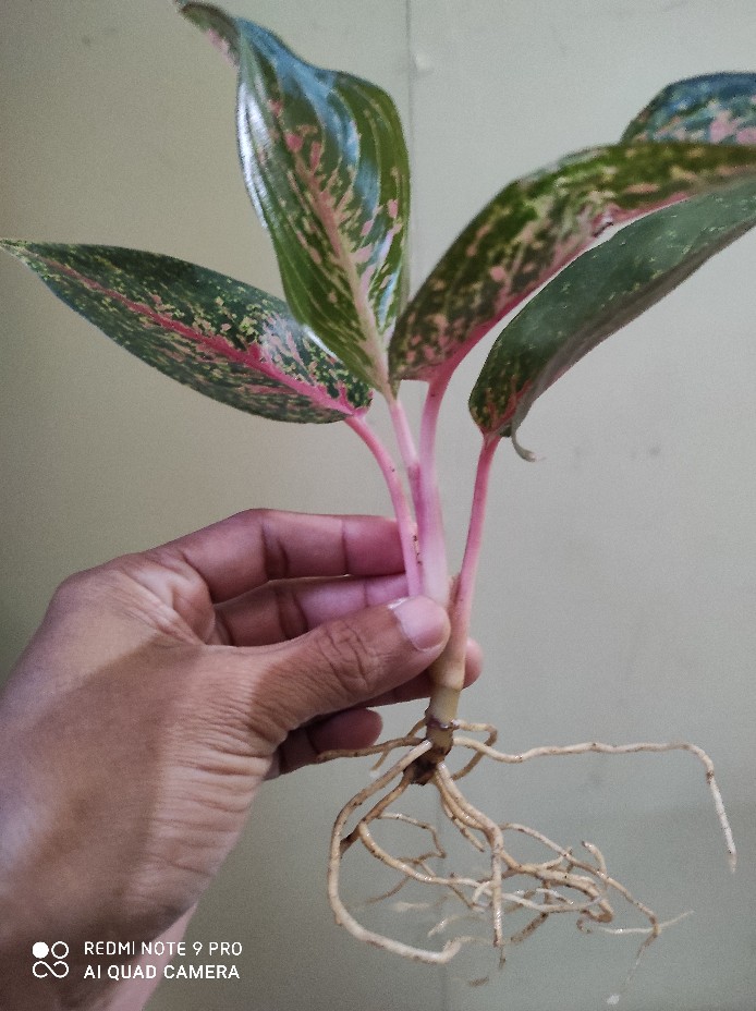 Aglonema Hot Lady