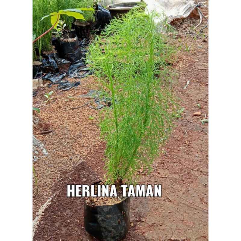POHON CEMARA AIR / POHON CEMARA / TANAMAN PAGAR