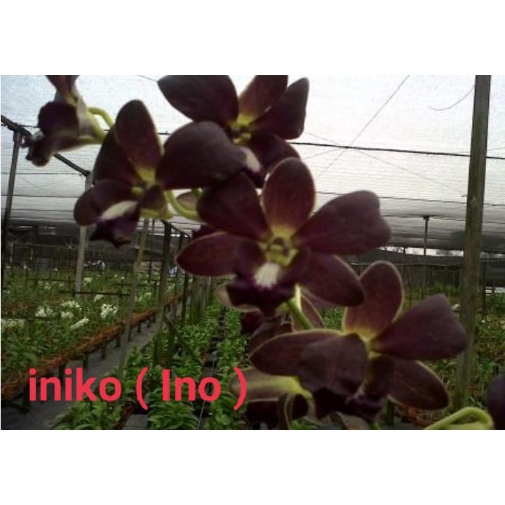 Anggrek dendrobium Dark Purple Iniko ( INO )