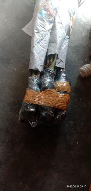 New Produck!! Pohon Kurma Azwa Jantan Dan Betina - Kl 1